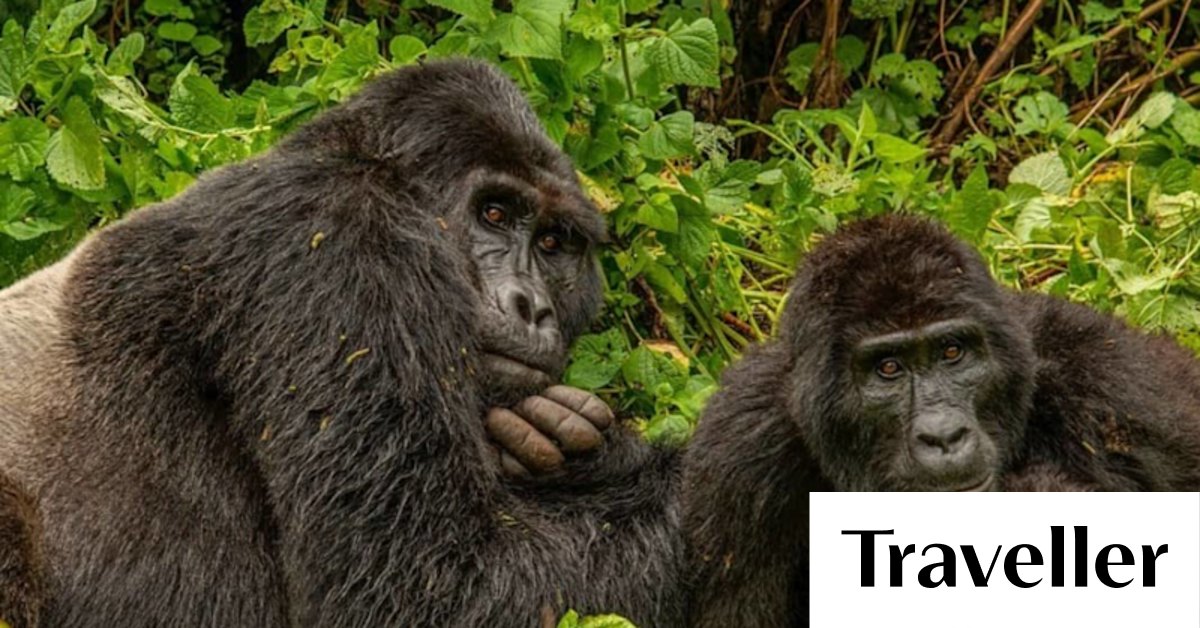 Gorilla tourism, Uganda: How gorilla trekking became a conservation success story - Vimarsana News