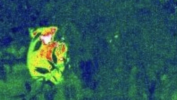 A koala at Petrie as pictured by a heat-sensing camera mounted on a drone operated by ecologist Grant Hamilton.