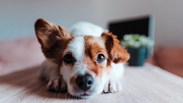 How To Help Separation Anxiety In Dogs For Back To Work