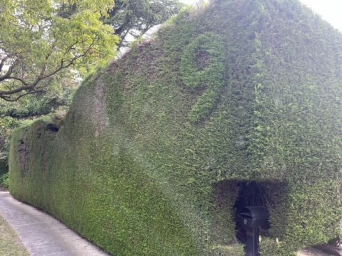 Ganeson’s hedge before it was chopped down.