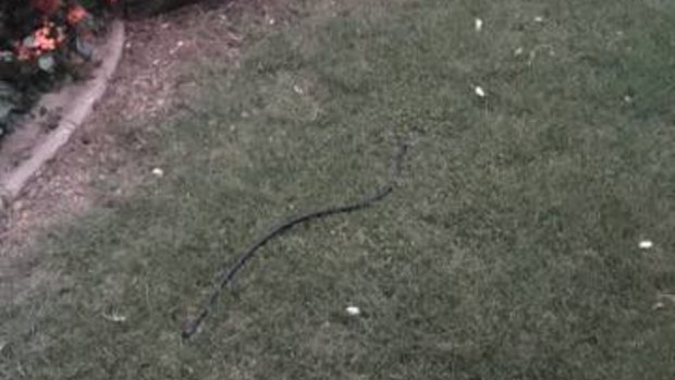 This black rubber strap was lurking in a backyard on the Sunshine Coast.