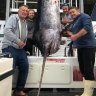 Australia's biggest swordfish caught in South Coast