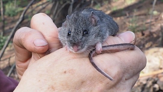 Bushfire damage means the endangered listing of the smoky mouse won't be upgraded, despite recent population gains. 