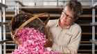 Pink roses are harvested by hand and then dried. at the Jurlique flower farm in the Adelaide Hills  