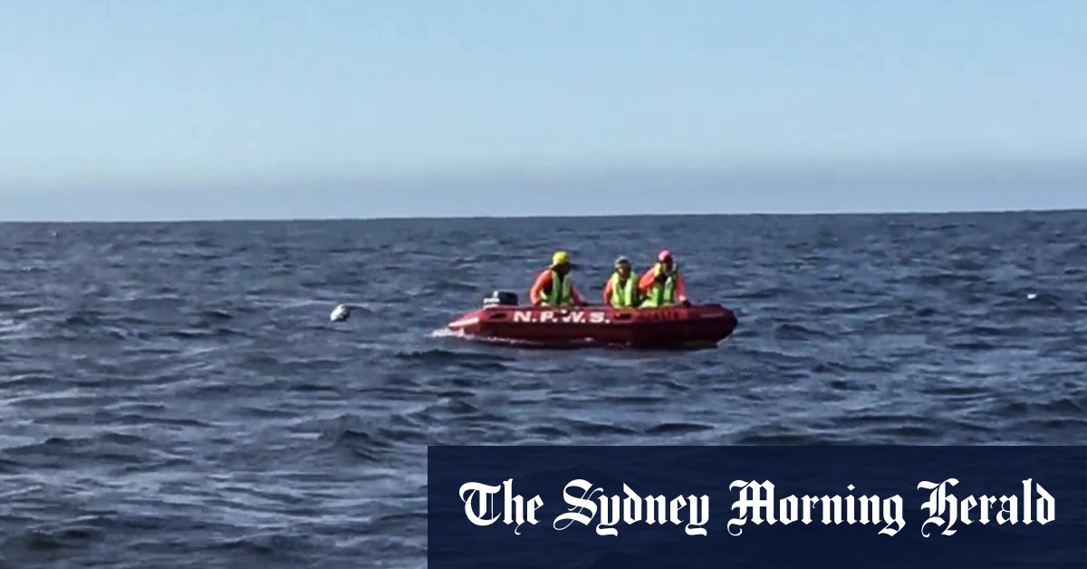 Authorities release entangled whale off Port Kembla