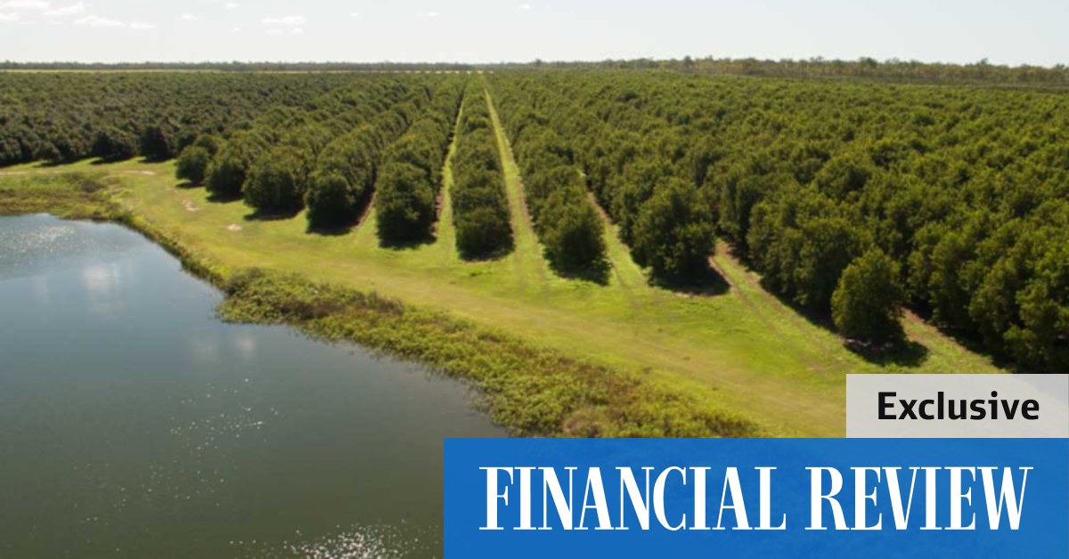 Macadamias Australia: Canadian PSP fund strikes record $100m-plus deal for Bundaberg orchards - Vimarsana News