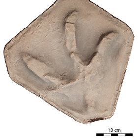 The plaster cast of one of the footprints found in the Mount Morgan cave, which was itself found under the stairs of a Sydney home.