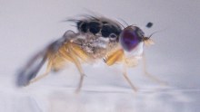 Fruit flies show signs of consciousness.