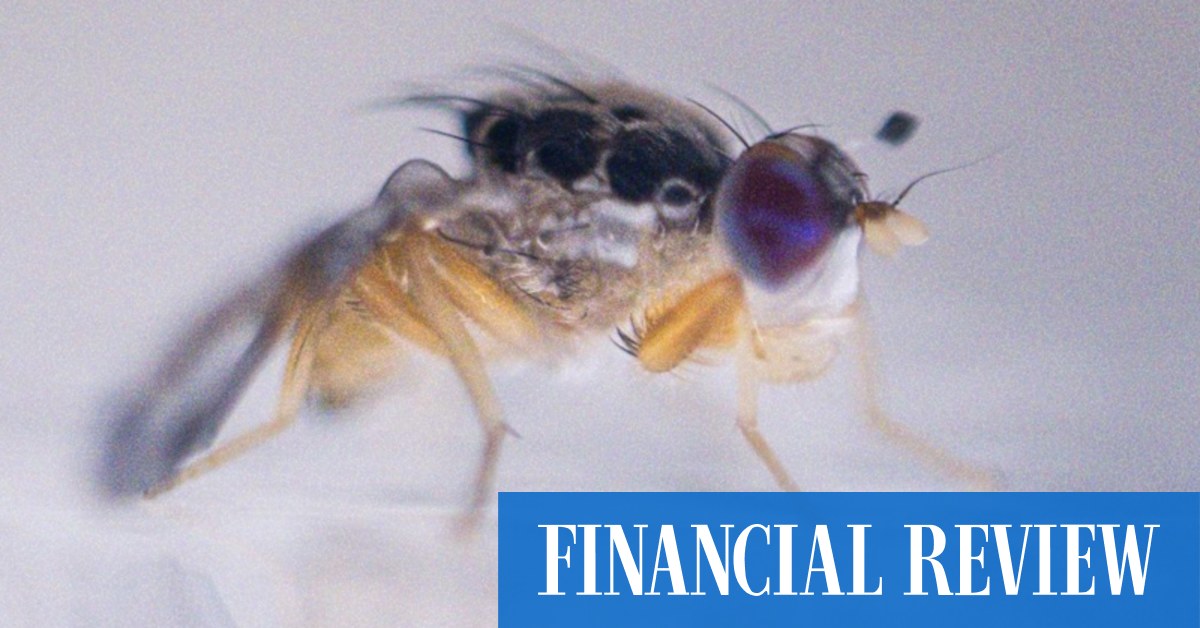 Don't swat fruit flies – you could hurt their feelings - Vimarsana News