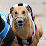 The number of greyhound deaths in Victoria is up 45 per cent this year.