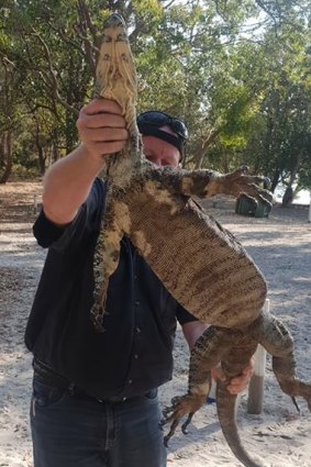 The goanna that bit an eight-year-old girl on Stradbroke Island. 