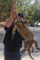 The goanna that bit an eight-year-old girl on Stradbroke Island. 