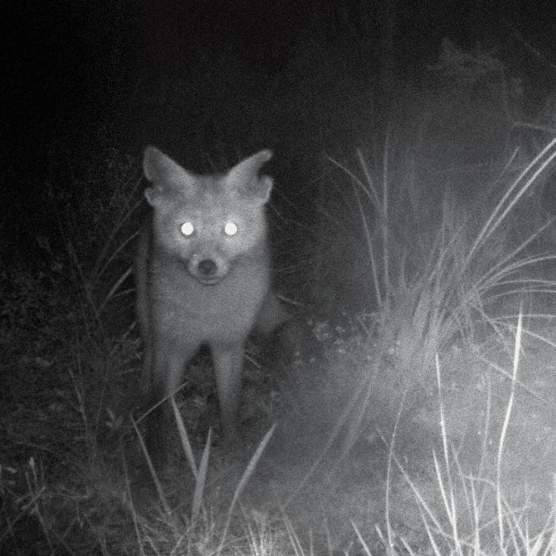 Caught on camera: Rambo, “the fox with ripped-up ears” – and the only feral still known to be lurking in a 5800-hectare Pilliga wildlife sanctuary for endangered native mammals.   