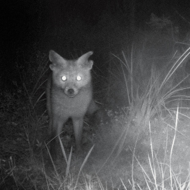 RED FOX URINE - for a trap lure, & masking human scent, - Flying