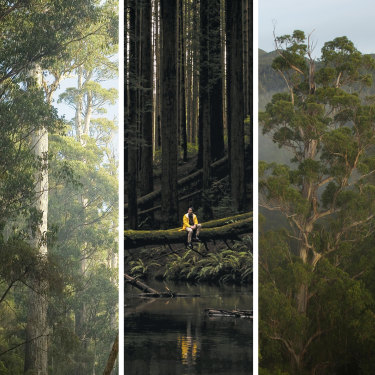 The Styx Valley in southern Tasmania and wildness in Victoria.