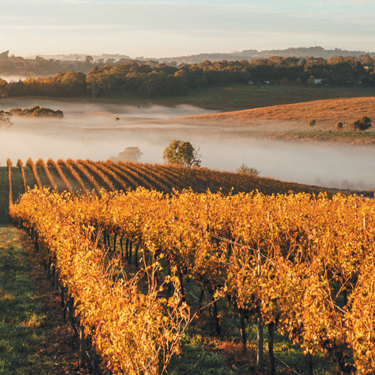 Hoosegg vineyard in Orange, one of many fine wine regions in NSW.