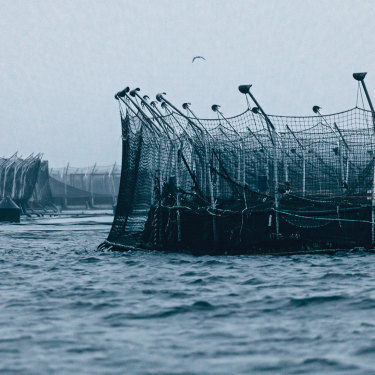 How Tasmania S Salmon Farms Are Being Cleaned Up By Author Richard Flanagan