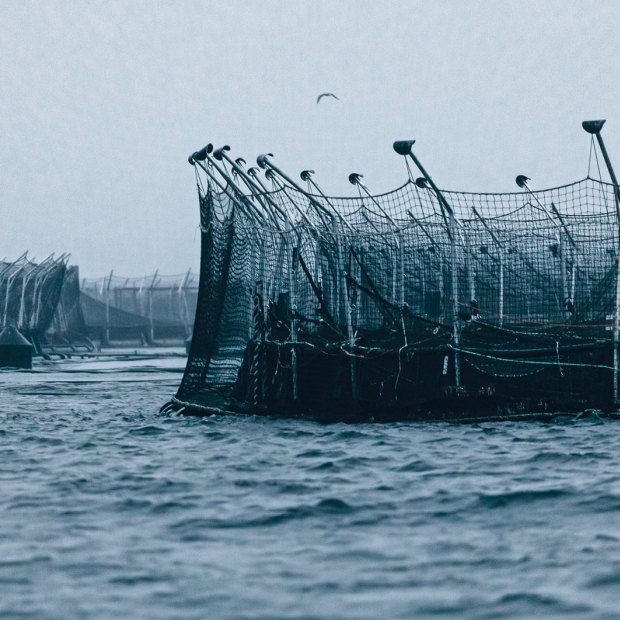 Tassal fish pens in the D’Entrecasteaux Channel. The farming of Atlantic salmon in Tasmanian waters, once 
a niche business, has grown into a full-scale industrial operation.
