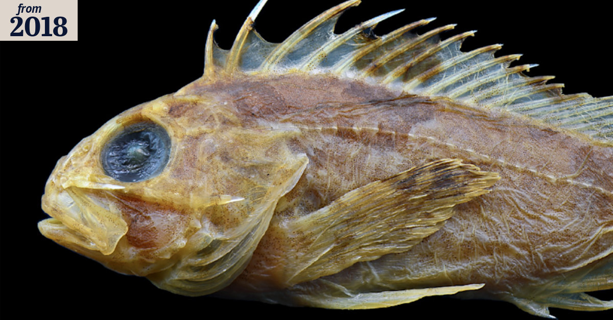 Researchers discover 'switchblade' lurking in faces of stonefish