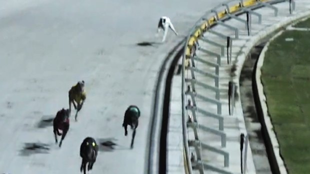 Reiterate running with a right hock fracture at The Q in the first race on Saturday, before racing was suspended.