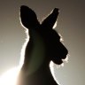 A man has been charged with animal cruelty after 98 kangaroos were allegedly shot at the NSW Hunter Valley.