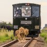 Up close with the lions on the open-sided Elephant Express.