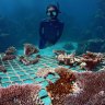 Coral recovery at the Great Barrier Reef: Tour operators doing their bit