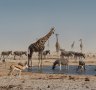 Numerous species gathering at a waterhole at Etosha Pan, Namibia.