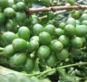 Unripe coffee cherries.