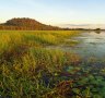 Waterlilies and wetlands near Mount Borradaile.