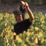 The bounty of a Bordeaux vineyard.