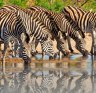 Zebras in Hwange National Park, Zimbabwe.