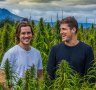 Former school chums, now business partners, Nathan McNiece and Tim Crow amid their Tasmanian hemp crop. 