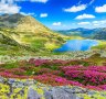 Rhododendron flowers add colour to Retezat National Park.