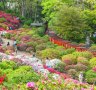 Japanese watching azalea blossom at Nezu-Shrine.