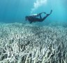 The Great Barrier Reef:  93% hit by coral bleaching, surveys reveal