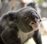 Port Macquarie: $8m in bushfire donations funds world-first wild koala breeding program in NSW