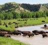 After being hunted to near-extinction, bison have made a comeback in North Dakota.