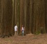 California redwood forest, Aire Valley Reserve: Land of giants one of Victoria's best-kept secrets