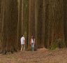 The California redwood forest in the Aire Valley Reserve, bordering the Great Otway National Park, has been described as one of the best-kept secrets in Victoria.