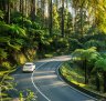 Driving along the Black Spur.