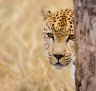 Sebatana Private Reserve, South Africa: There's never been a better time to track the elusive leopard on safari