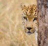 Since the reserve's reopening after a 13-month COVID closure, leopards have been seen regularly by guests of Sebatana.