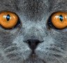 British short hair cat 'Amber von der Feenlichtung' waits during an international exhibition in Germany.