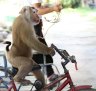 Monkey performances are among the cruellest wildlife attractions, a report says.