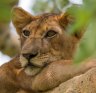 A lioness at rest.