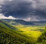 A Forest in the Ngorongoro Crater.