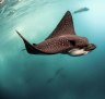 Snorkelling in the Galapagos Island: A magical underwater world revealed