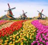 Windmills and tulips: Zaanse Schans Dutch tourist village.