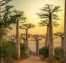 Sunset in the famous Avenida de Baobab near Morondava in Madagascar.